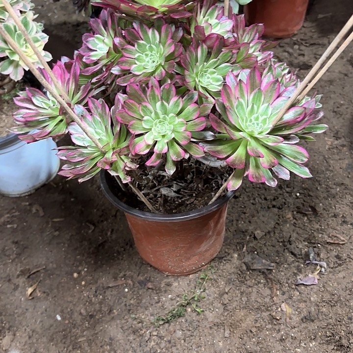 多肉植物法师天合56