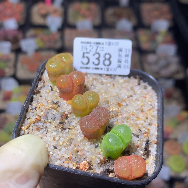 精品生石花27.538