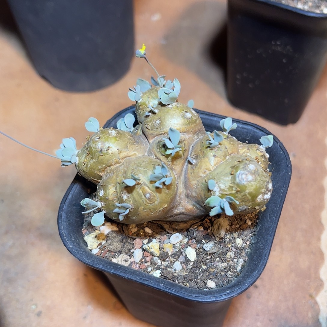 老家产地格加厚敦菊