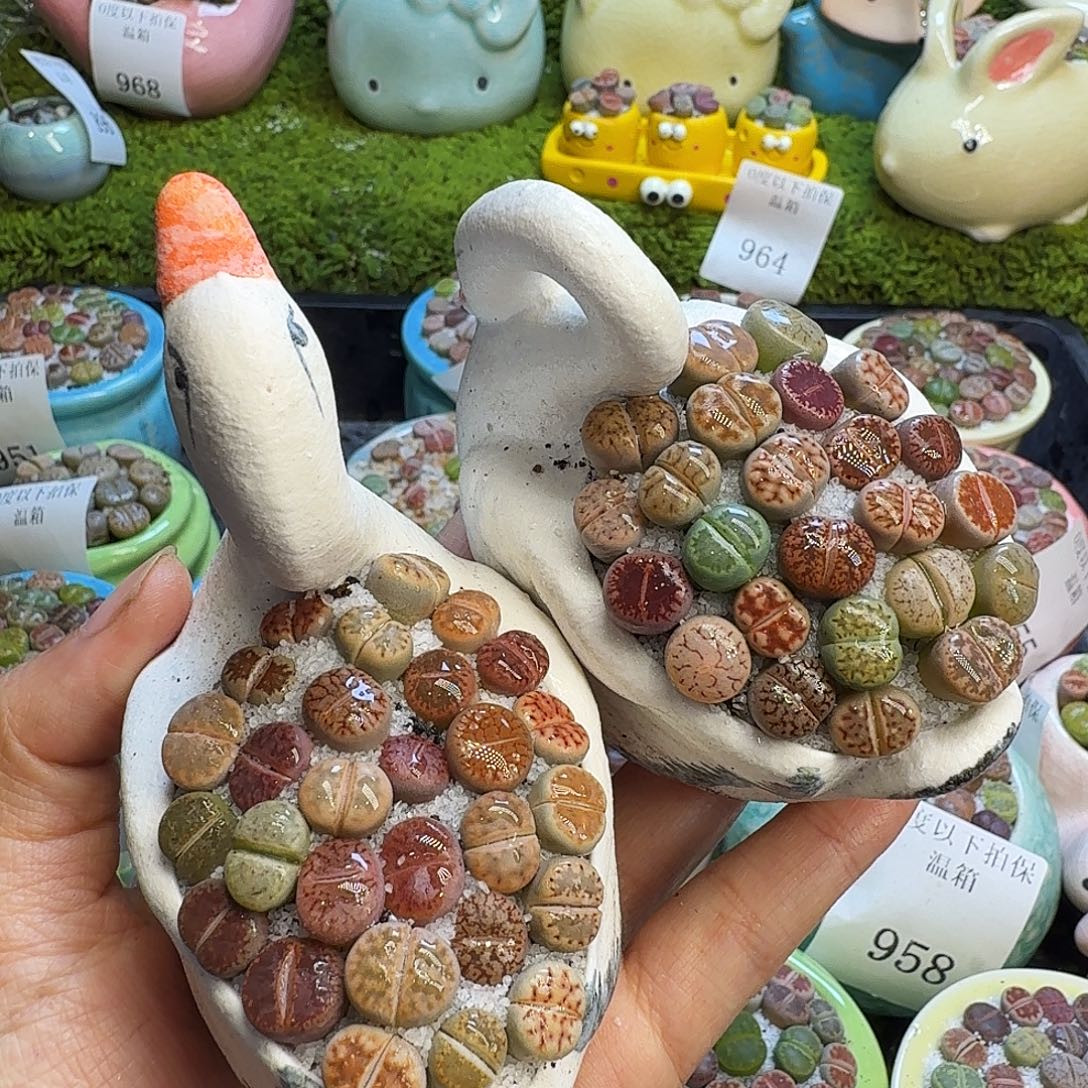 多肉植物福利冲930