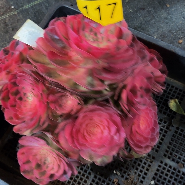 多肉植物荔枝117