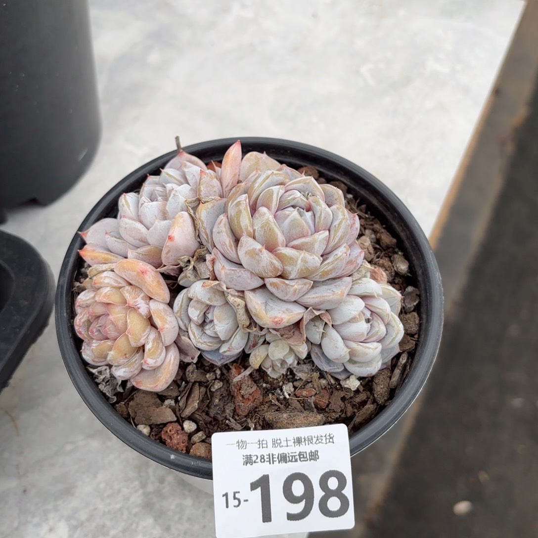 雪兔老桩多肉多肉多肉