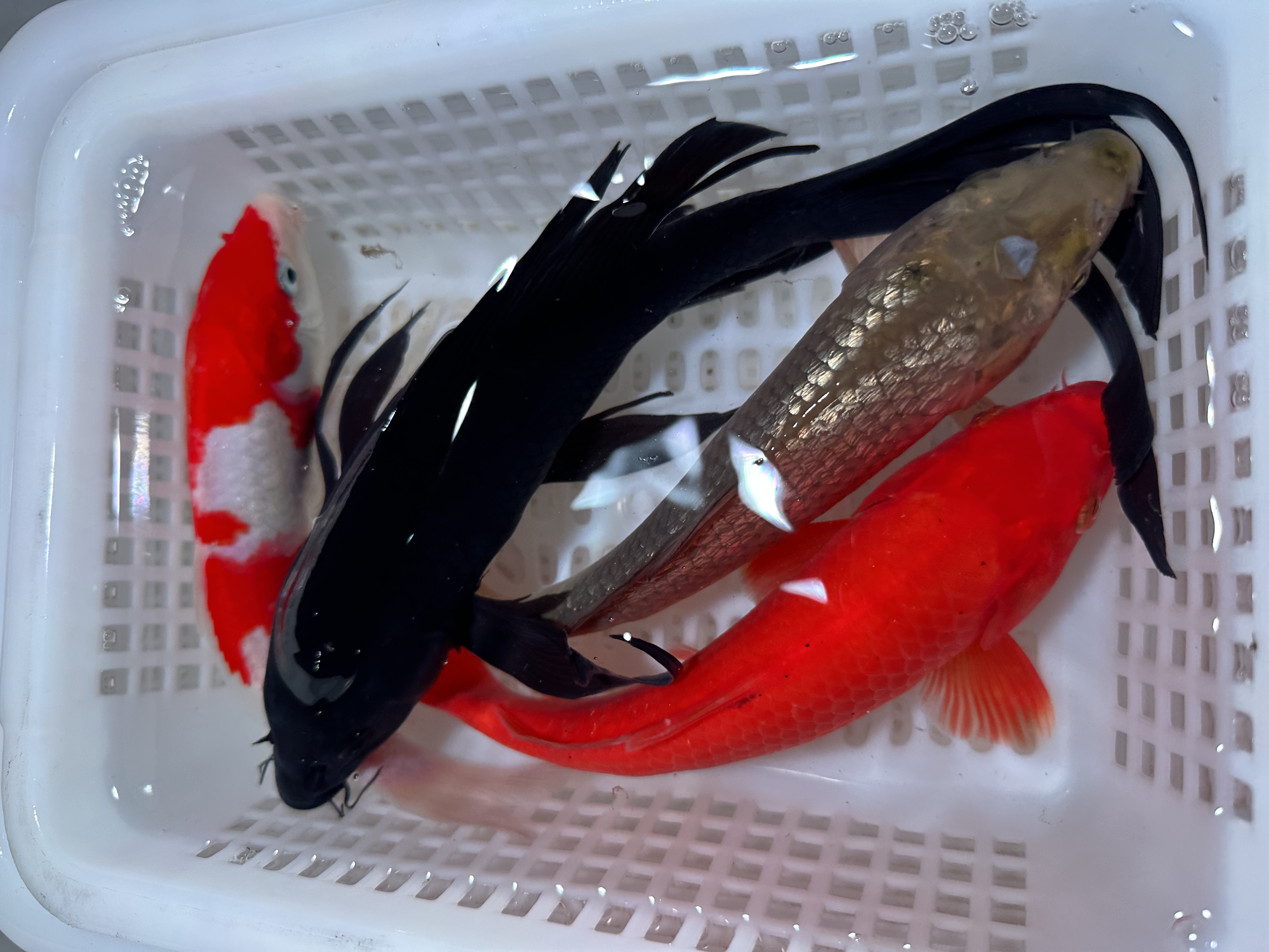 【五条装13-15】火鲤铁包金绿茶熊猫黄蝴蝶观赏鱼冷水鱼锦鲤包邮