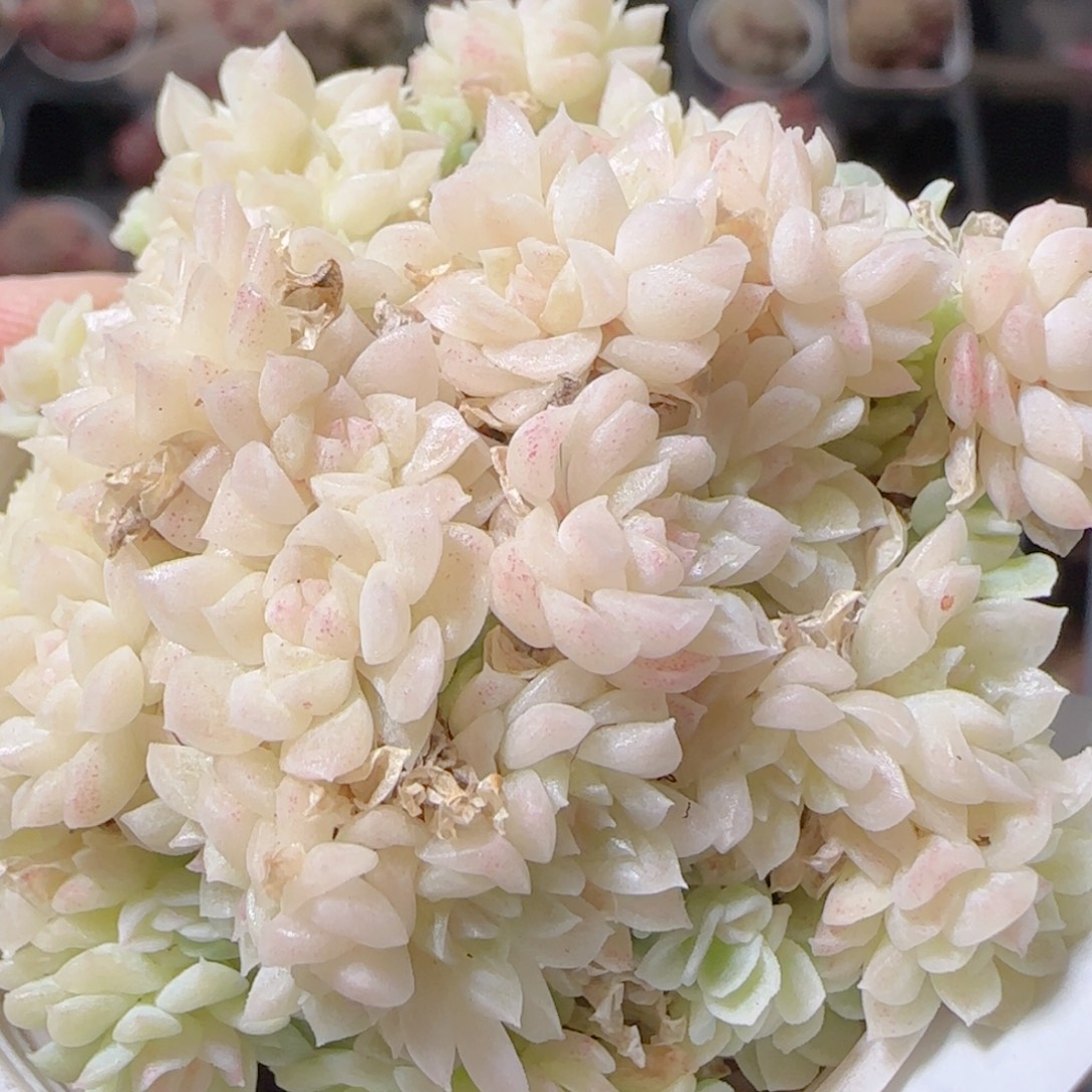 花语多肉1227-68散