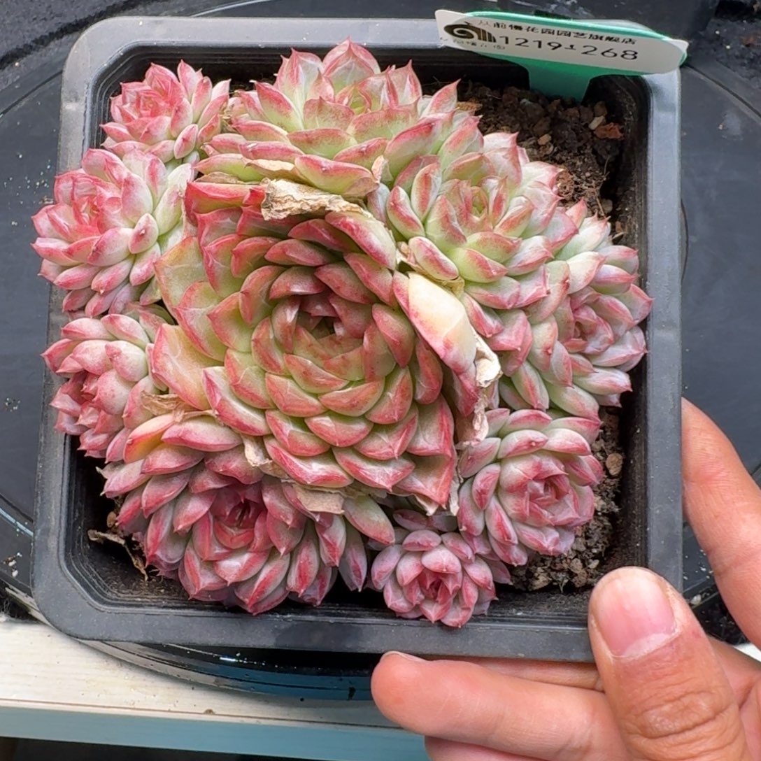 从前慢多肉精选编号1219.268