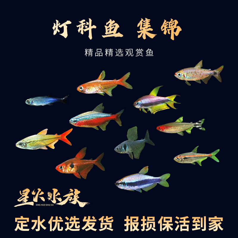 短鲷直播优惠链接