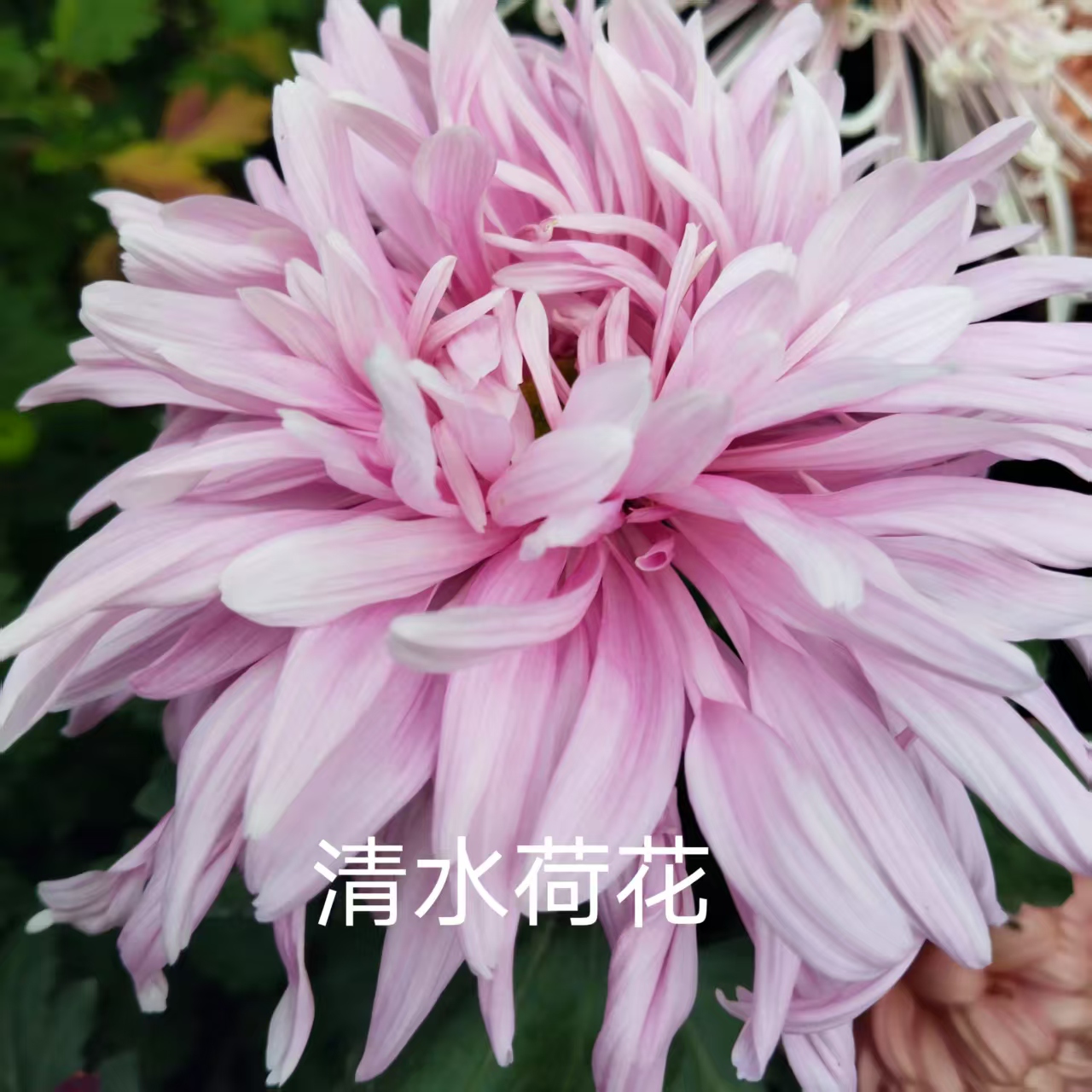 清水荷花，2棵菊花小苗，穴盘苗。