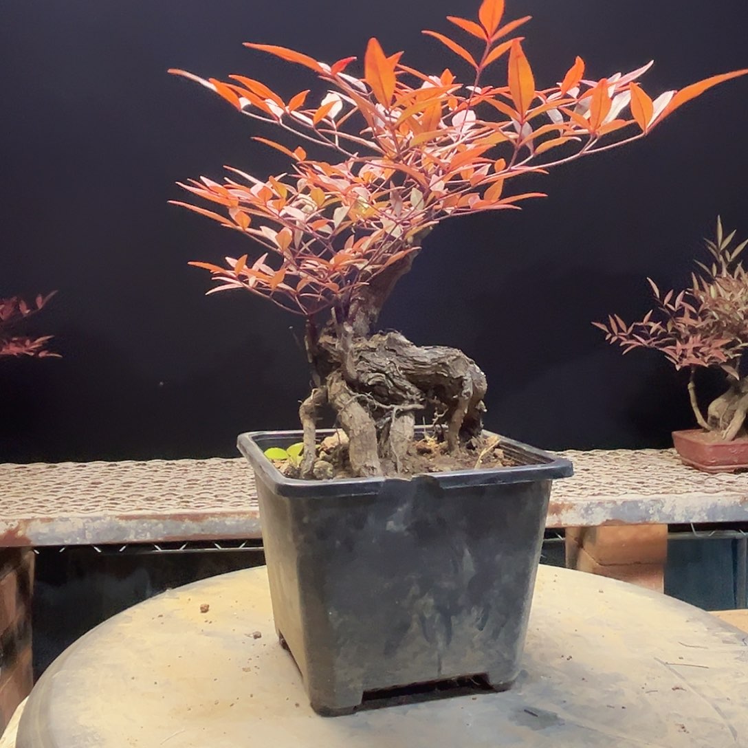 不开花植物000000000016