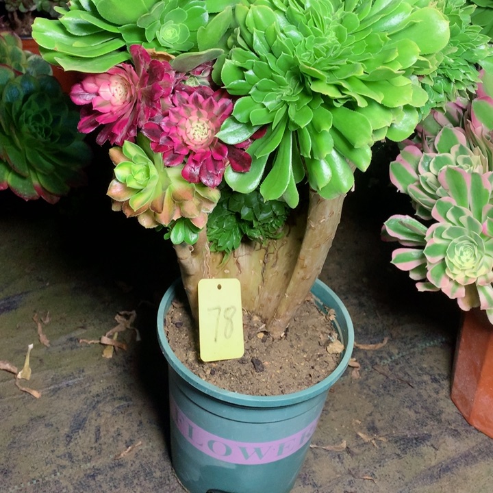 78绿羊绒缀多肉111111