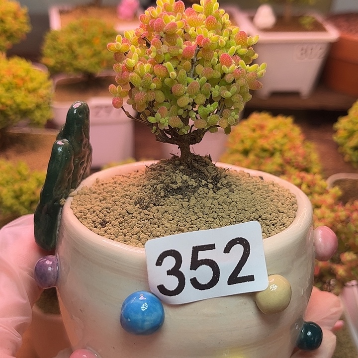 无花朵352蜜桔糖球