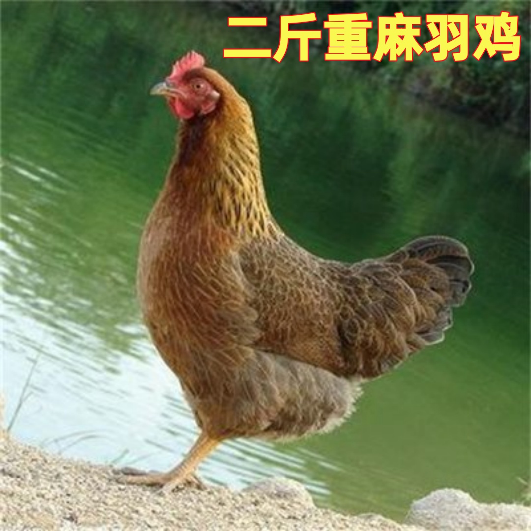 【顺丰包邮】二斤左右发货宠物鸡长尾鸡青脚红瑶土鸡