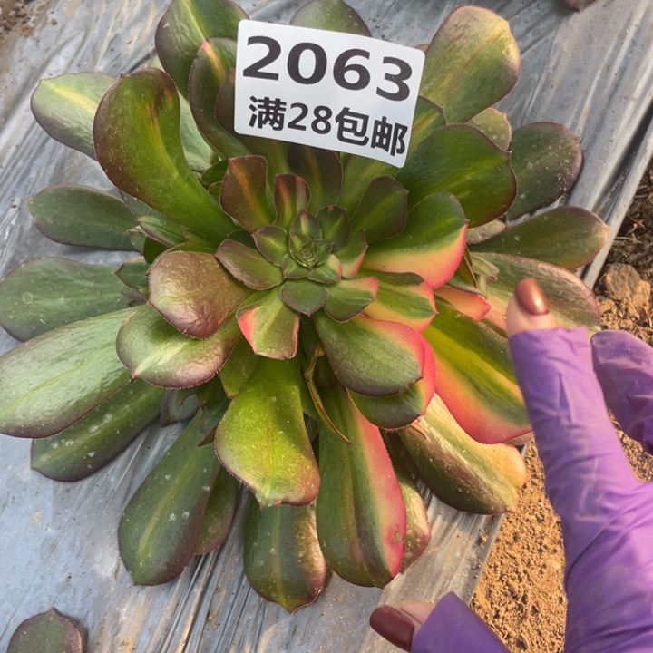 2063二号棚七彩多肉植物M