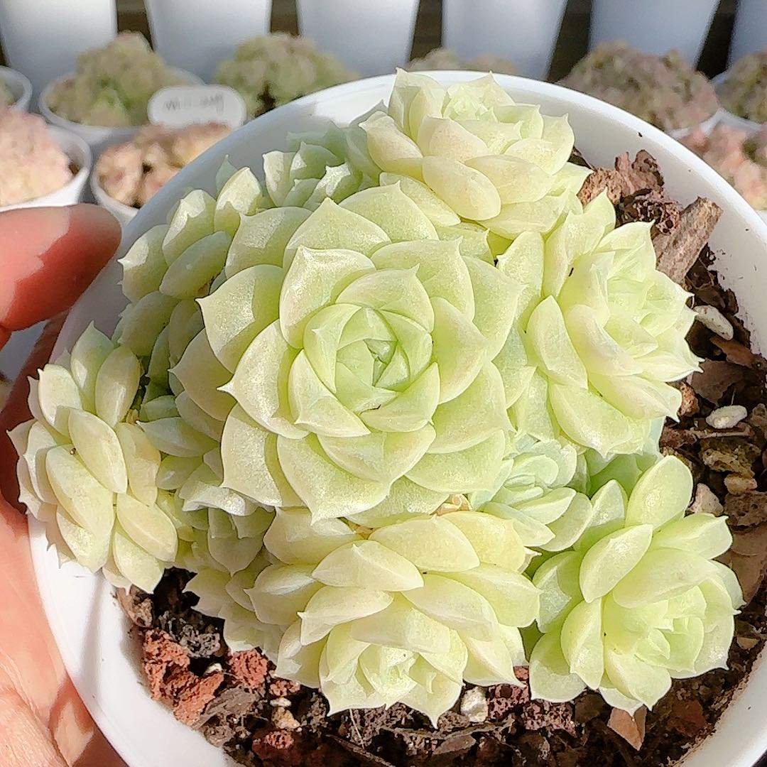 1207-150（优选麦杆）