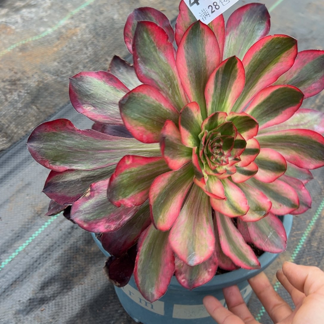 多肉植物4830无毒