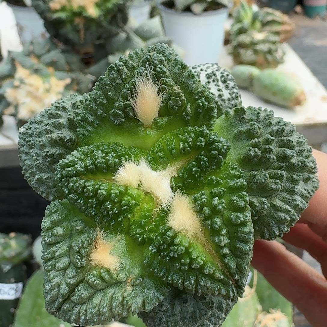 【闪购商品】无花朵大尤哥龟877