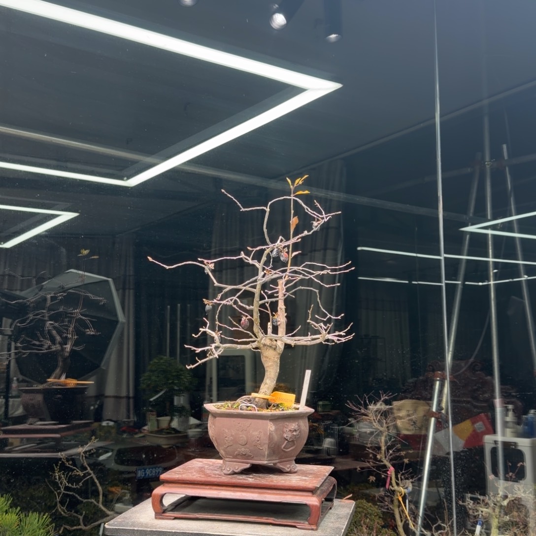 阿***辉无花朵花卉苗木0015