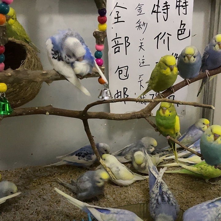 ?****1收养小鹦鹉喜欢你就来