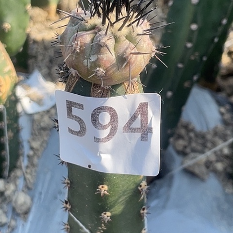 老***病594号袖蒲接黑王丸3厘米
