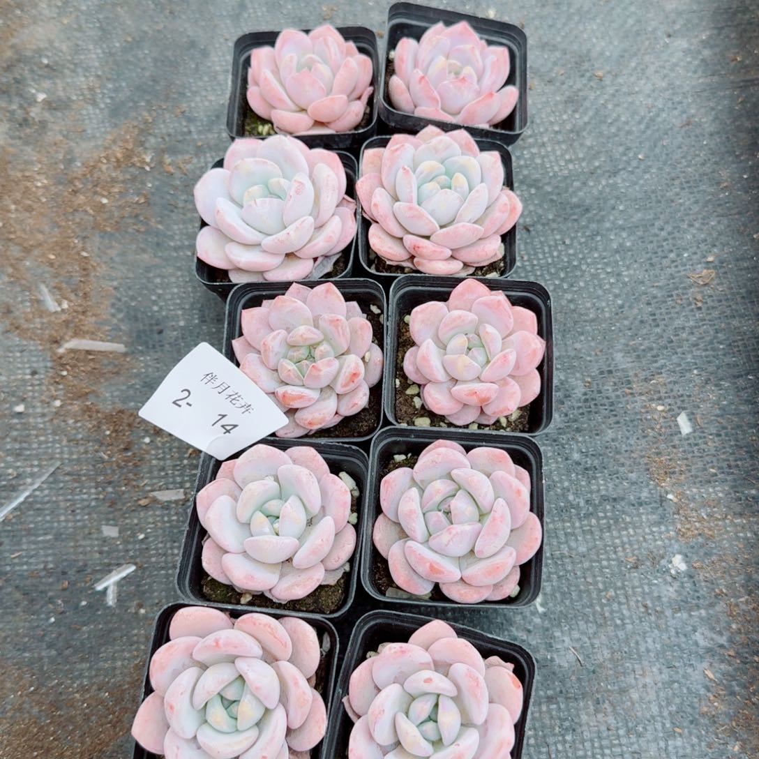 奶盖十棵中号量拍（左五）