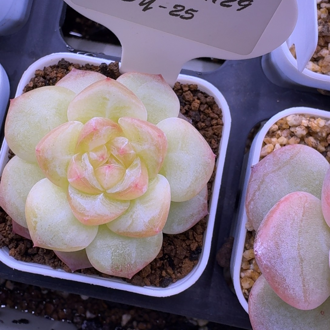 麻***海1129-25-晴岚四单头