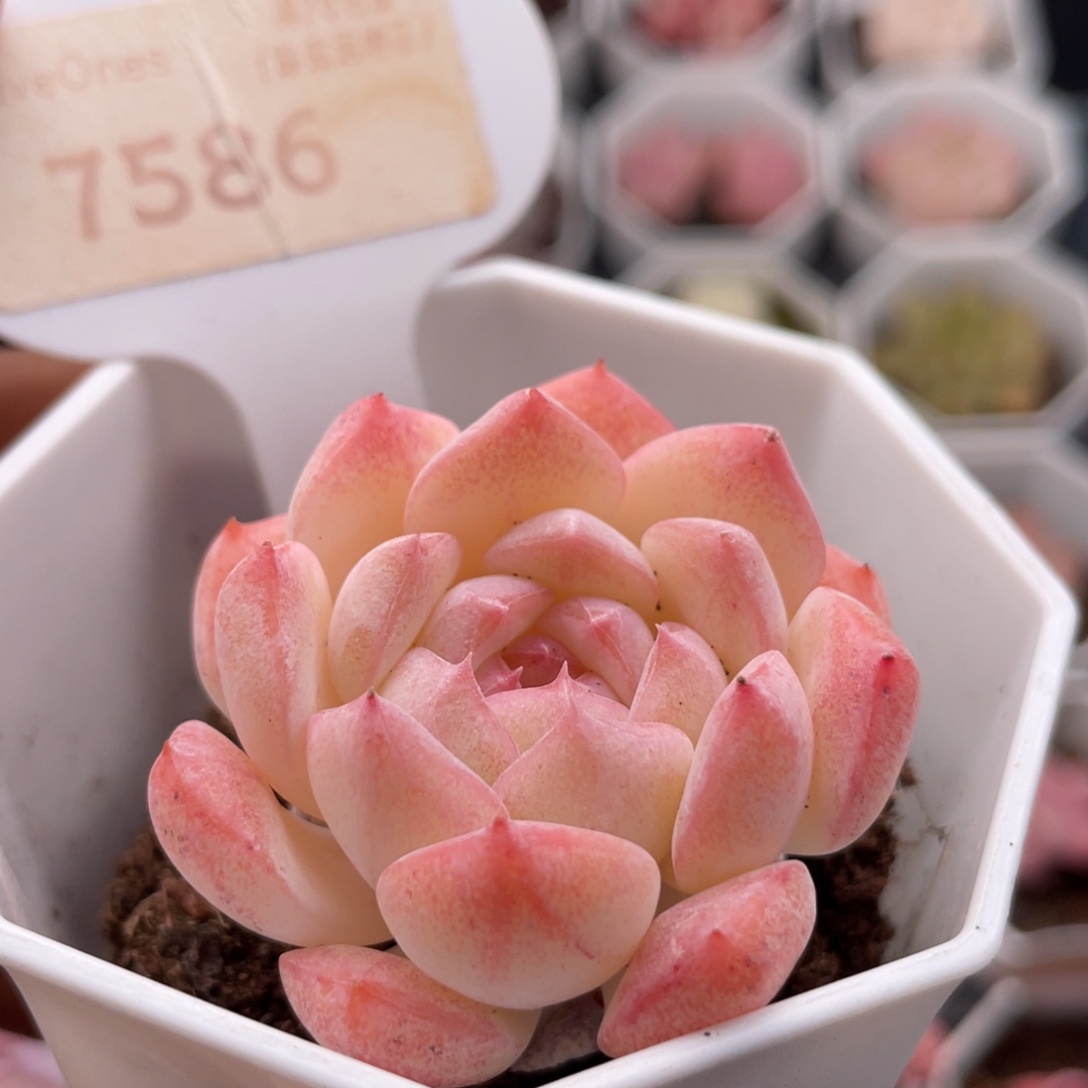 女王麦7586-4.0厘米