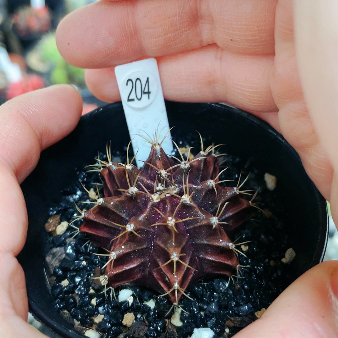 黑寡妇非偏远地区满25裸根发货仙人球