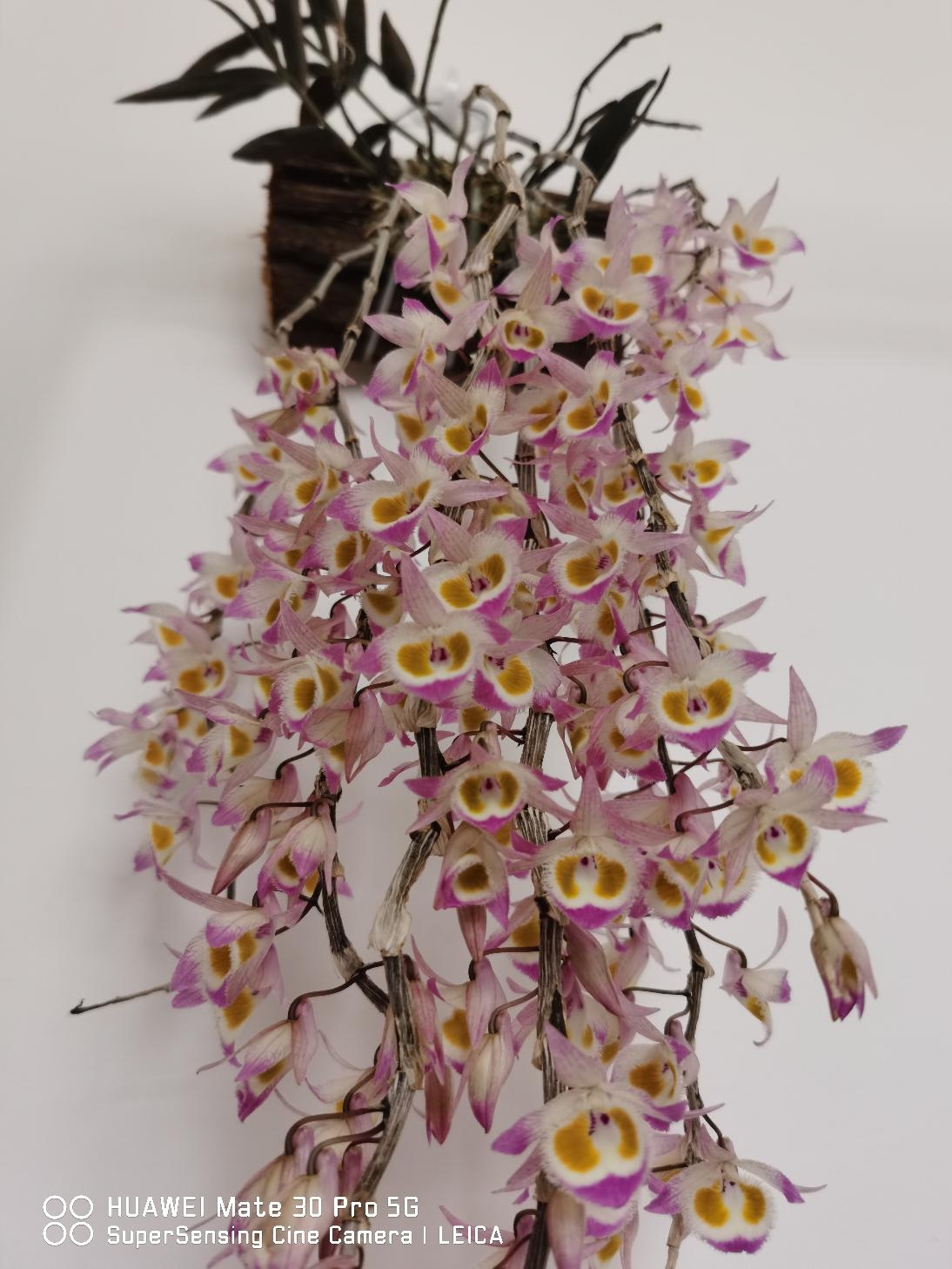 【大白精选一物一拍】云南紫皮石斛花1件包邮室内外种植花卉