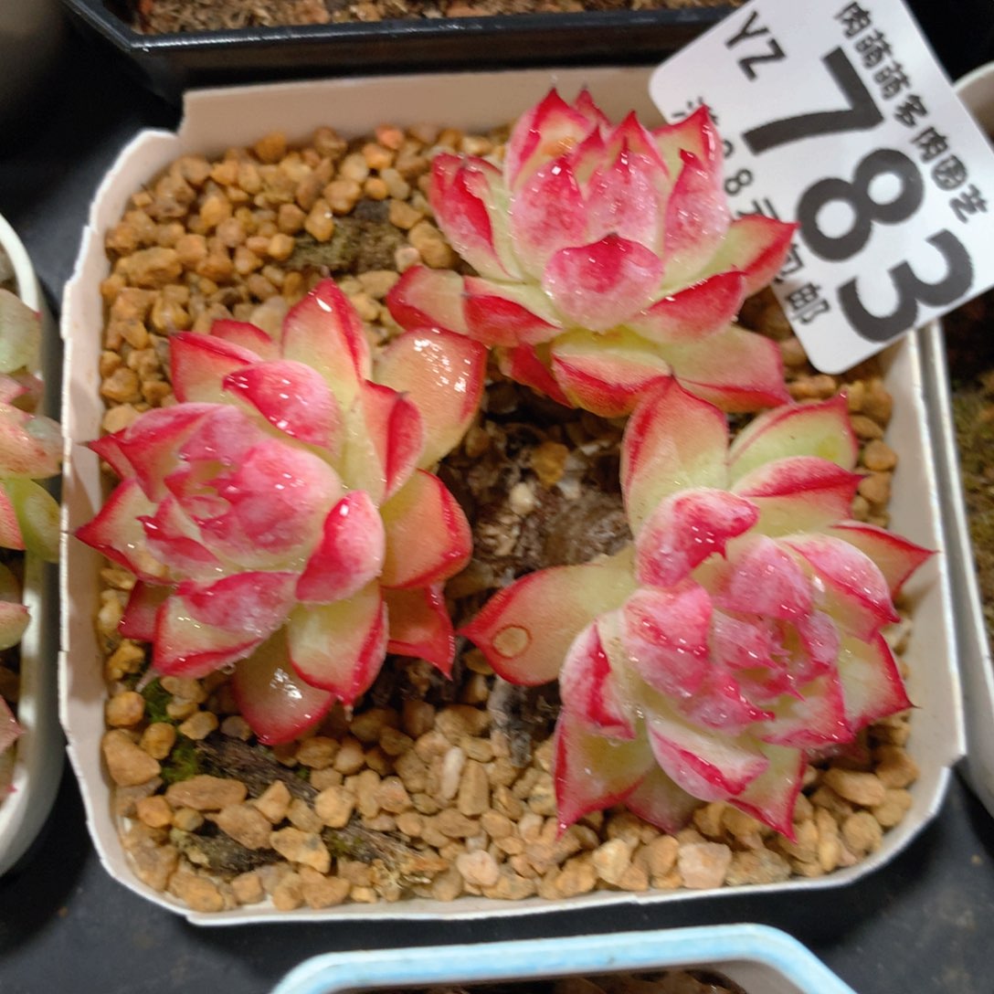 5CM拇指盆精控多肉YZ783