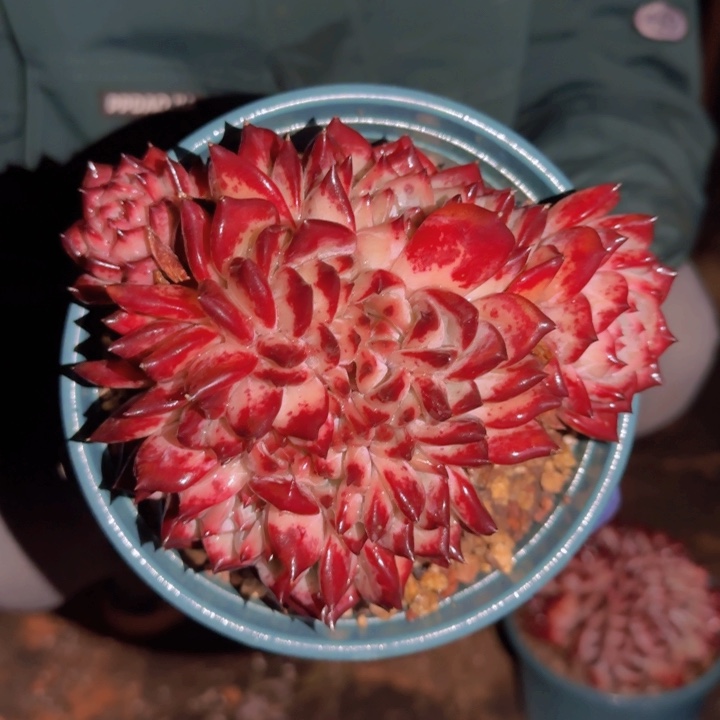 英*一物一拍朵朵缀黑糖卡