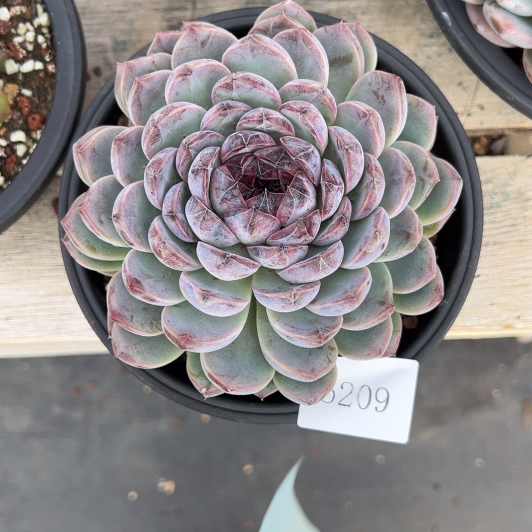 夕*红5209肉肉肉肉肉肉肉肉