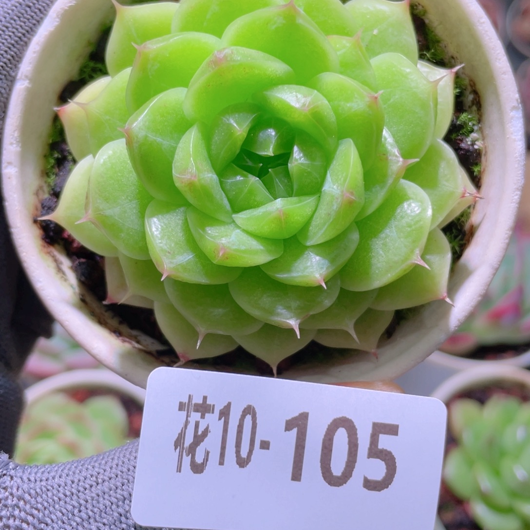 花利美 10-105海王