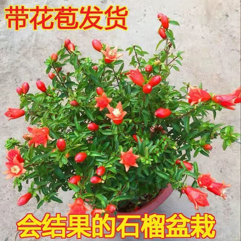 石榴花盆栽带花观赏果树苗室内客厅盆景四季开花庭院植物花卉好养