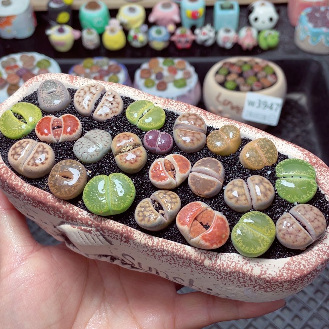 w3950 带盆土发货-零下地区拍保温箱