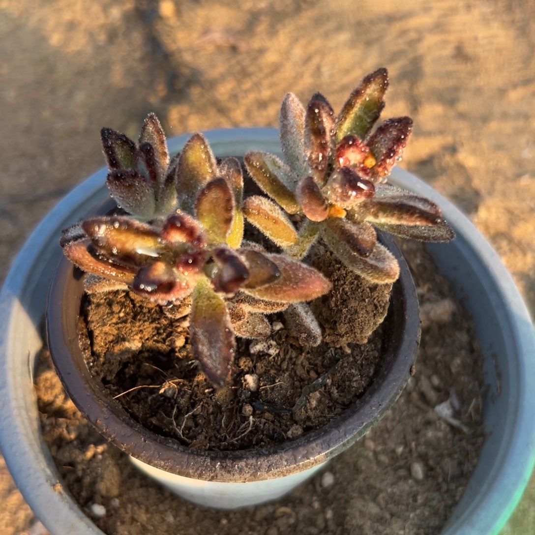 多肉植物孙悟空群