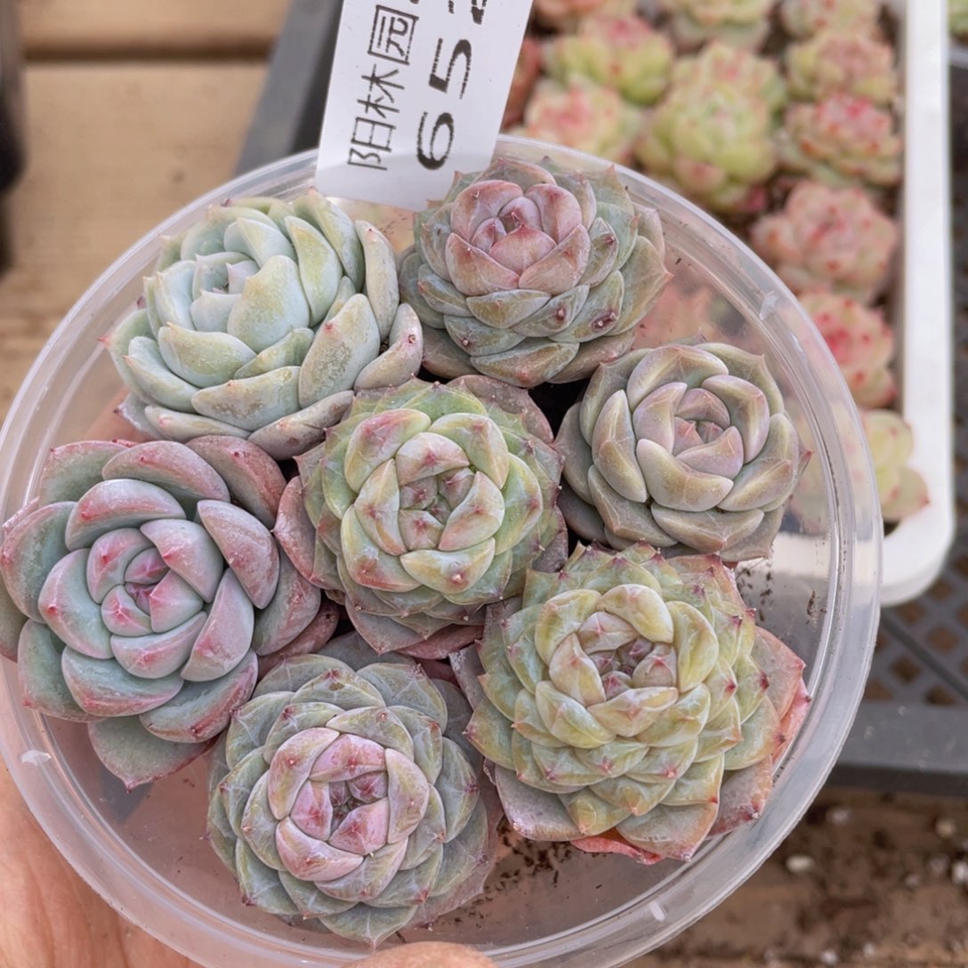 多肉植物多肉植物652