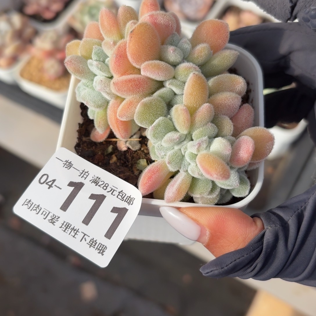 雪晃星缀无盆土发货无