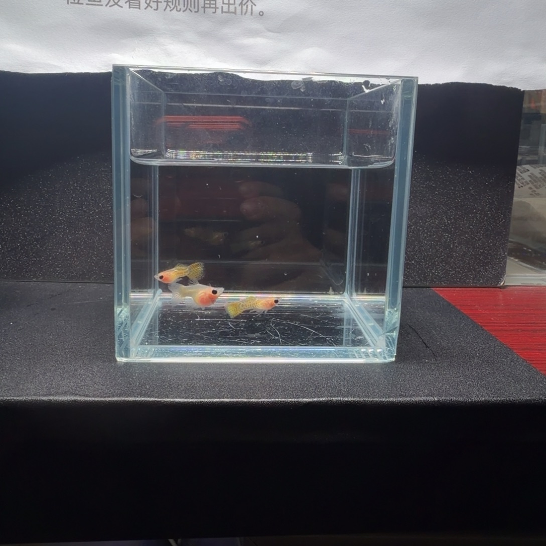 孔雀鱼黄蕾丝玻璃猫球2公1母