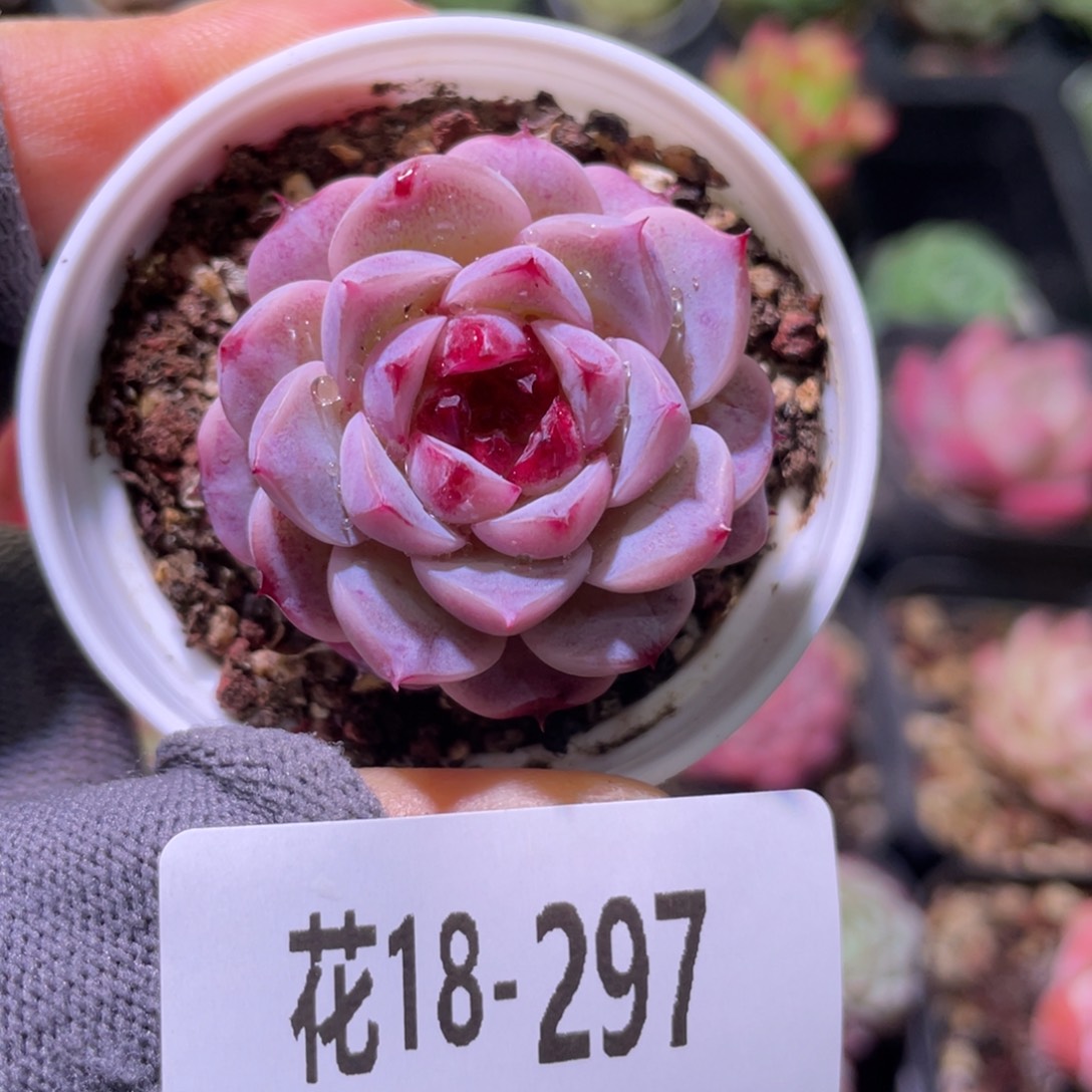 花利美18-297天鹅绒