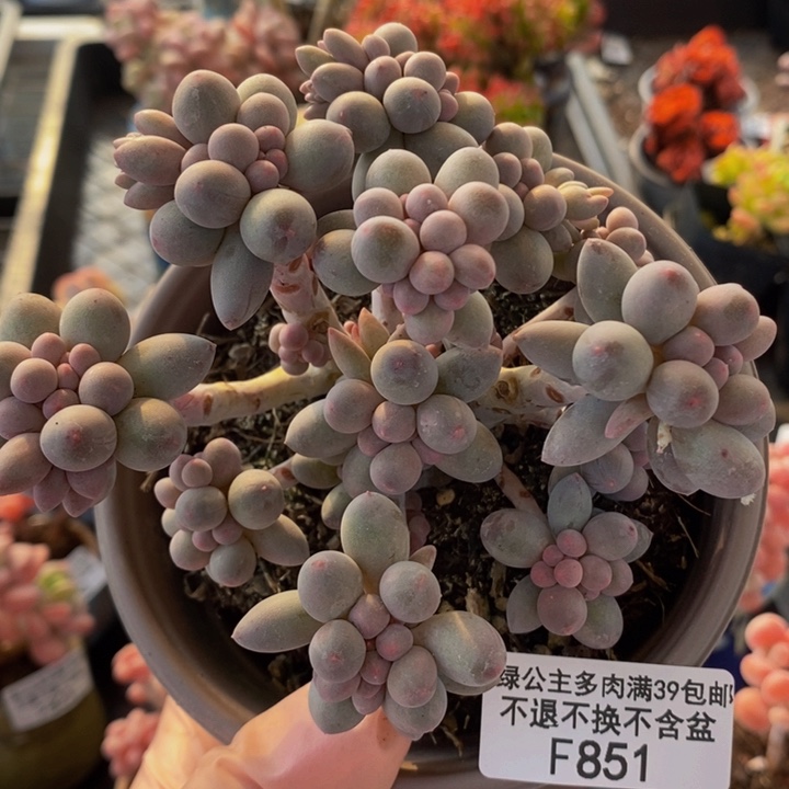 香水手指奶10cm851多肉植物