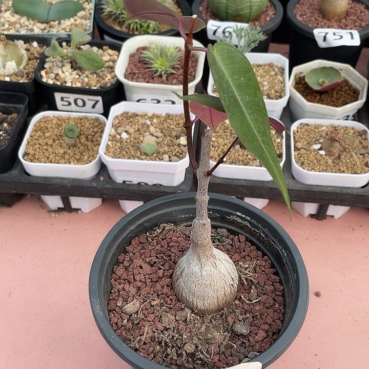 029紫背箩魔块根，