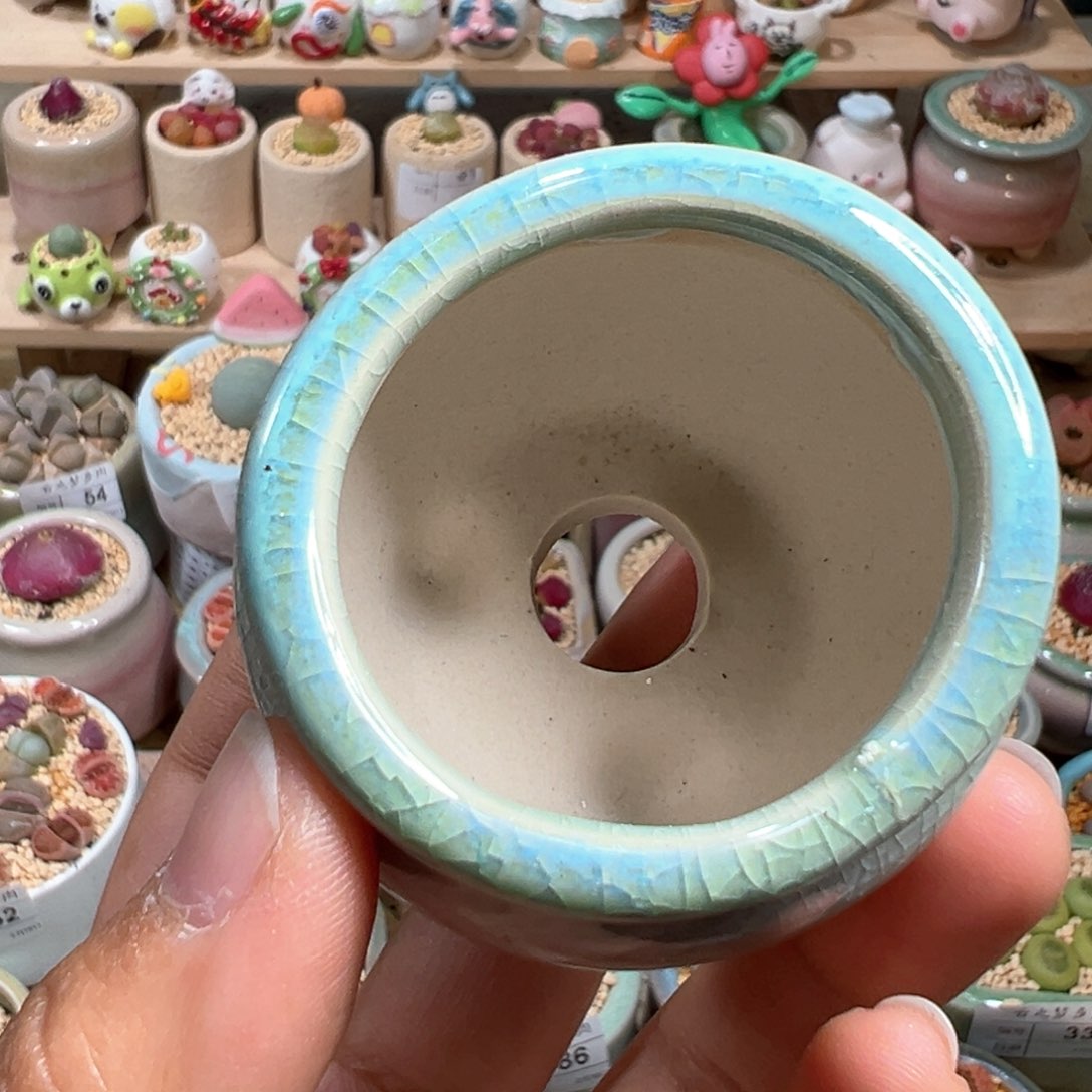 这**字多肉植物96号种7个绿光阳