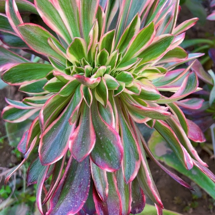 无毒锦锦缀多肉植物法师