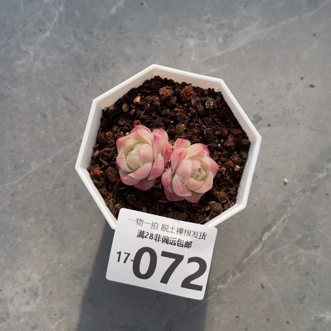 潘多拉多肉多肉多肉多肉