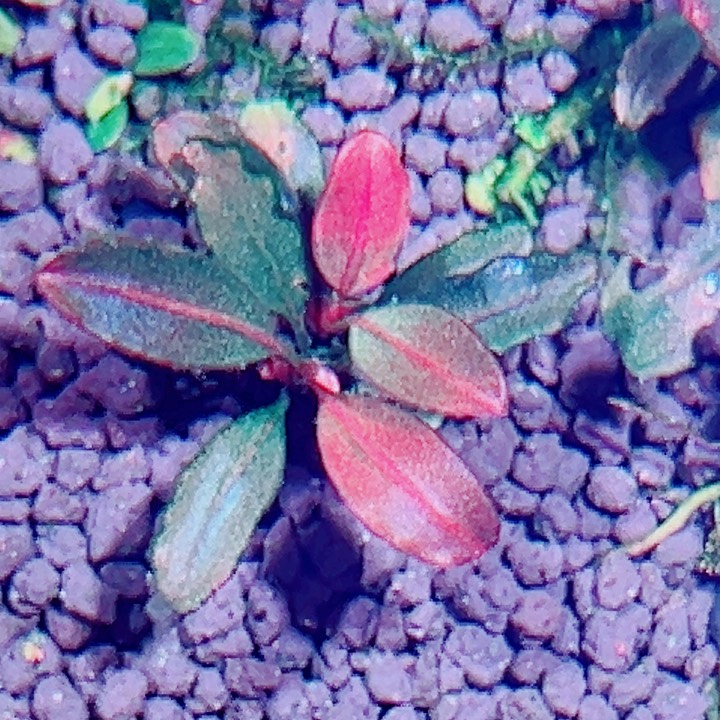 福利23号福利价植物一头（1号缸丛