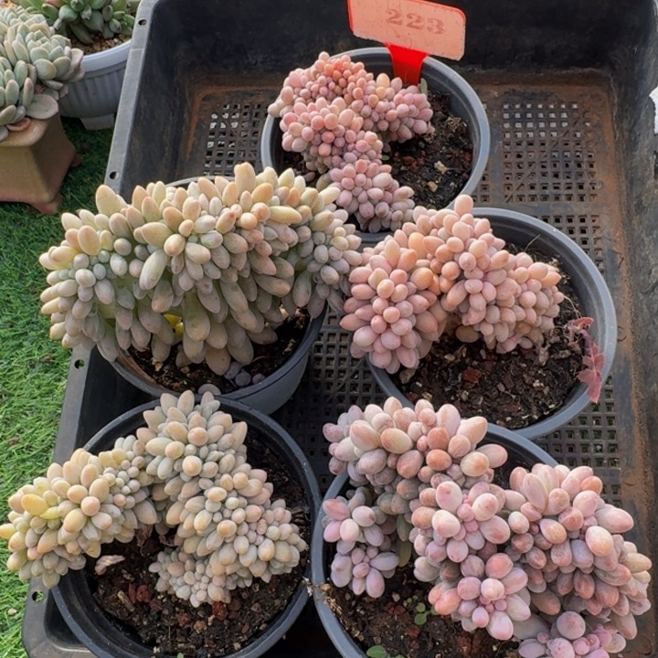 223汤圆缀微瑕不售后