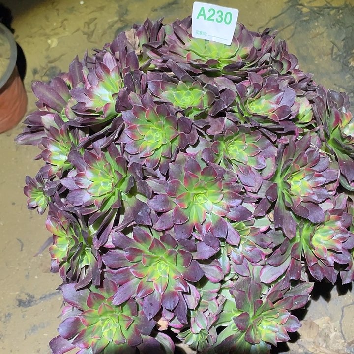 海***月多肉植物断枝不包230安娜