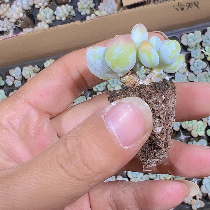 洛神精品多肉植物