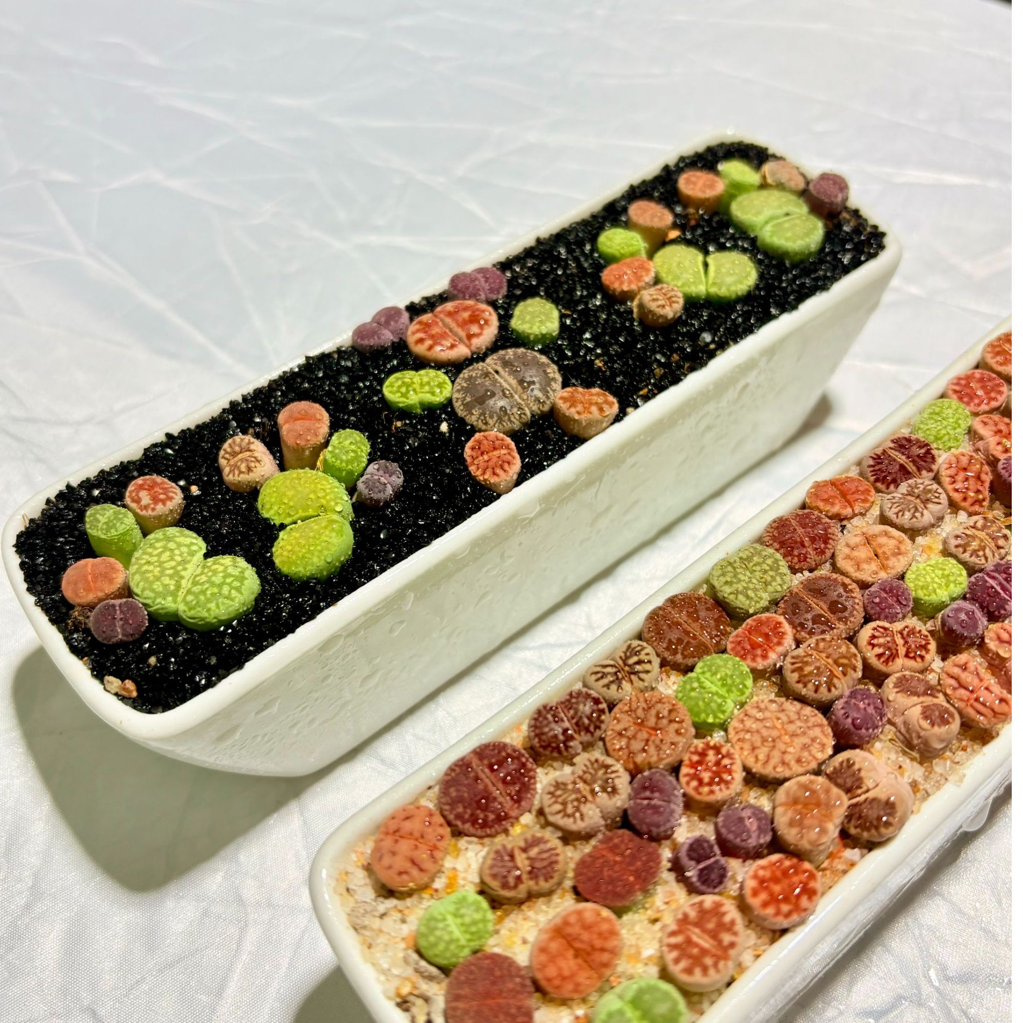 长条款带盆带土种好发货