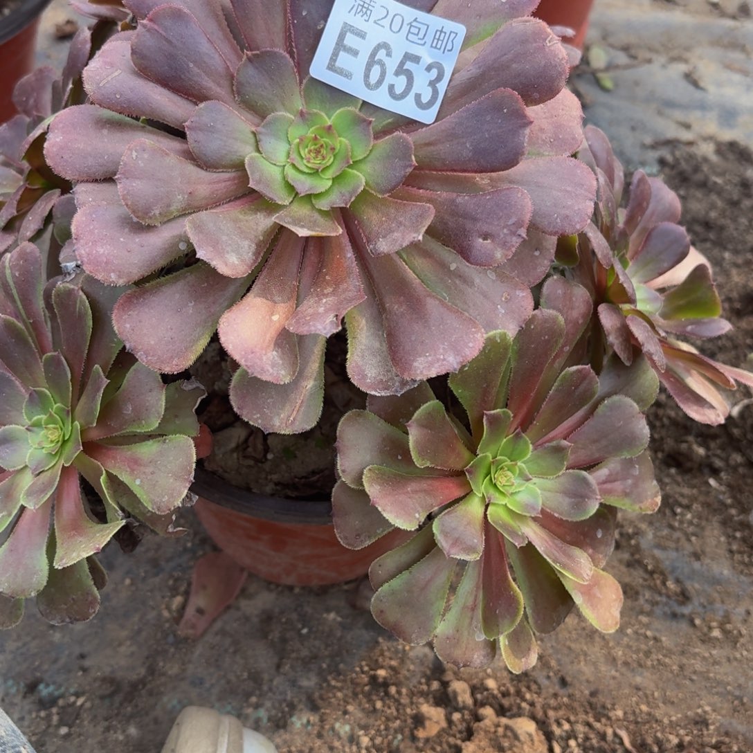 653多肉植物捧花的时候