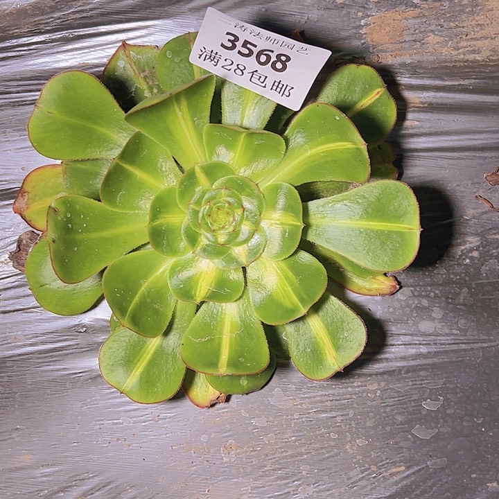 3568暴君多肉植物